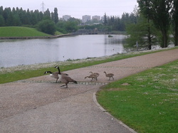 Dames oies bernaches du Canada et leur portée trottinant  <a style='color: #fff;' href='/uploaded/photo/-519bb6d4180a8.jpg'>(Télécharger)</a>