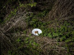  <a style='color: #fff;' href='/uploaded/photo/a-la-recherche-de-herissons-5fa407ba7272a.jpg'>(Télécharger)</a>