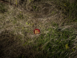  <a style='color: #fff;' href='/uploaded/photo/a-la-recherche-de-herissons-5fa407bff37c2.jpg'>(Télécharger)</a>