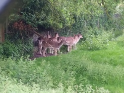  <a style='color: #fff;' href='/uploaded/photo/a-la-rencontre-du-ru-de-buzot-574c3ad9c0c3b.jpg'>(Télécharger)</a>