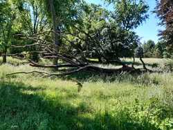  <a style='color: #fff;' href='/uploaded/photo/arboretum-de-chevreloup-60e463c7628df.jpg'>(Télécharger)</a>