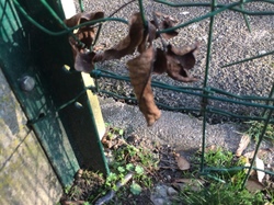  <a style='color: #fff;' href='/uploaded/photo/atelier-refuge-lpo-21-janvier-2017-5889cf538280a.jpg'>(Télécharger)</a>