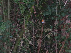  <a style='color: #fff;' href='/uploaded/photo/atelier-refuges-lpo-5c459be7841e0.jpg'>(Télécharger)</a>