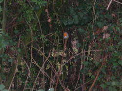  <a style='color: #fff;' href='/uploaded/photo/atelier-refuges-lpo-5c459be83ad07.jpg'>(Télécharger)</a>