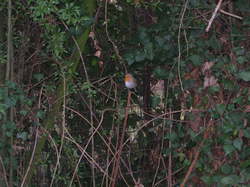  <a style='color: #fff;' href='/uploaded/photo/atelier-refuges-lpo-5c459be89e14e.jpg'>(Télécharger)</a>