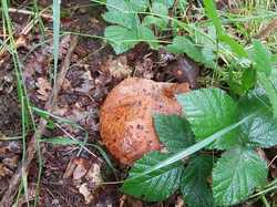  <a style='color: #fff;' href='/uploaded/photo/boucle-de-moisson-60e467c65ff16.jpg'>(Télécharger)</a>