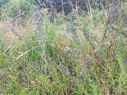  <a style='color: #fff;' href='/uploaded/photo/boucle-de-moisson-60e467c7551ca.jpg'>(Télécharger)</a>