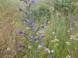  <a style='color: #fff;' href='/uploaded/photo/boucle-de-moisson-60e467c78dd92.jpg'>(Télécharger)</a>