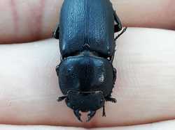  <a style='color: #fff;' href='/uploaded/photo/boucle-de-moisson-sortie-semi-nocturne-62babf1abe37c.jpg'>(Télécharger)</a>