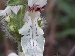  <a style='color: #fff;' href='/uploaded/photo/boucle-de-moisson-sortie-semi-nocturne-62babf1b06b3e.jpg'>(Télécharger)</a>