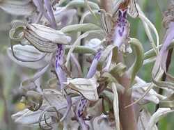  <a style='color: #fff;' href='/uploaded/photo/boucle-de-moisson-sortie-semi-nocturne-62babf1b248fa.jpg'>(Télécharger)</a>