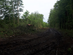  <a style='color: #fff;' href='/uploaded/photo/coupes-en-foret-de-la-vente-5eb944826339e.jpg'>(Télécharger)</a>