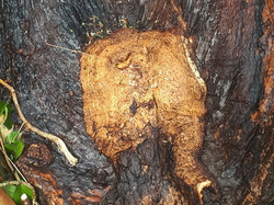  <a style='color: #fff;' href='/uploaded/photo/coupes-en-foret-de-la-vente-5eb94484227c9.jpg'>(Télécharger)</a>