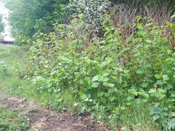  <a style='color: #fff;' href='/uploaded/photo/coupes-en-foret-de-la-vente-5eb9449871281.jpg'>(Télécharger)</a>