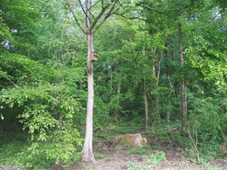  <a style='color: #fff;' href='/uploaded/photo/coupes-en-foret-de-la-vente-5eb944b19f8cf.jpg'>(Télécharger)</a>