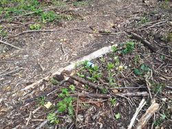  <a style='color: #fff;' href='/uploaded/photo/coupes-en-foret-de-la-vente-5eb944b1c4a2b.jpg'>(Télécharger)</a>