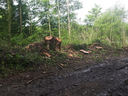  <a style='color: #fff;' href='/uploaded/photo/coupes-en-foret-de-la-vente-5eb944b523507.jpg'>(Télécharger)</a>