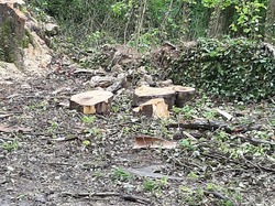  <a style='color: #fff;' href='/uploaded/photo/coupes-en-foret-de-la-vente-5eb945fde8925.jpg'>(Télécharger)</a>