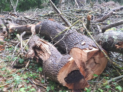  <a style='color: #fff;' href='/uploaded/photo/coupes-en-foret-de-marly-et-de-la-vente-5eb9291de0efa.jpg'>(Télécharger)</a>