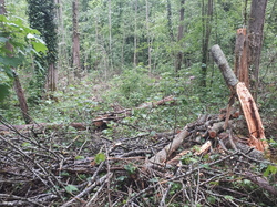  <a style='color: #fff;' href='/uploaded/photo/coupes-en-foret-de-marly-et-de-la-vente-5eb9291ea8d20.jpg'>(Télécharger)</a>