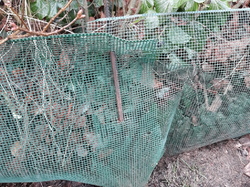  <a style='color: #fff;' href='/uploaded/photo/crapaudrome-ormoy-la-riviere-62015a558079d.jpg'>(Télécharger)</a>