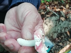  <a style='color: #fff;' href='/uploaded/photo/cueillete-champignons-5f6e18fc43b07.jpg'>(Télécharger)</a>