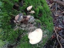  <a style='color: #fff;' href='/uploaded/photo/cueillete-champignons-5f6e18fc469e0.jpg'>(Télécharger)</a>