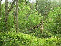  <a style='color: #fff;' href='/uploaded/photo/etang-de-st-hubert-5f04714b1904f.jpg'>(Télécharger)</a>