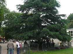 Un bel arbre nous accueille <a style='color: #fff;' href='/uploaded/photo/les-potes-ages-de-maisons-laffitte-51ca87352e836.jpg'>(Télécharger)</a>