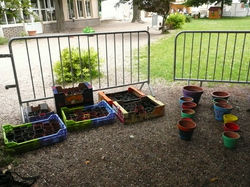 Les semis seront repiqués dans les jolis pots peints par les Potes'âgés <a style='color: #fff;' href='/uploaded/photo/les-potes-ages-de-maisons-laffitte-51ca8af8ae3c1.jpg'>(Télécharger)</a>