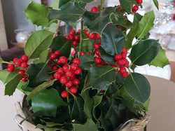  <a style='color: #fff;' href='/uploaded/photo/lutins-malins-5ffdfc3a64e4c.jpg'>(Télécharger)</a>