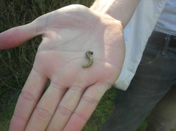 Chenille de pyrale du buis <a style='color: #fff;' href='/uploaded/photo/parc-d-agroparistech-5d063d59e5e71.jpg'>(Télécharger)</a>