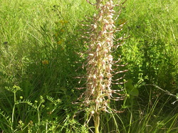 Orchis Bouc, nommée ainsi à cause de son parfum <a style='color: #fff;' href='/uploaded/photo/parc-d-agroparistech-5d063d5e751c5.jpg'>(Télécharger)</a>