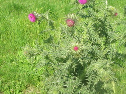  <a style='color: #fff;' href='/uploaded/photo/parc-d-agroparistech-5d063d6265c20.jpg'>(Télécharger)</a>