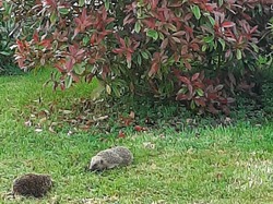 Chez Anne <a style='color: #fff;' href='/uploaded/photo/pendant-le-confinement-5ede2bac26f18.jpg'>(Télécharger)</a>