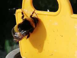 Sur le balcon de Catherine <a style='color: #fff;' href='/uploaded/photo/pendant-le-confinement-5ede2be022b36.jpg'>(Télécharger)</a>