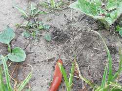 Par Catherine <a style='color: #fff;' href='/uploaded/photo/pendant-le-confinement-5ede2be07d18b.jpg'>(Télécharger)</a>