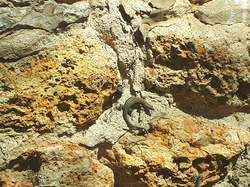 Lézarde des murailles, par Isabelle <a style='color: #fff;' href='/uploaded/photo/pendant-le-confinement-5ede2bf58da97.jpg'>(Télécharger)</a>