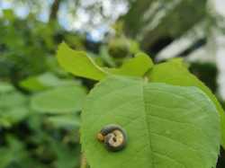 Chez Lucie <a style='color: #fff;' href='/uploaded/photo/pendant-le-confinement-5ede2c077ddb3.jpg'>(Télécharger)</a>