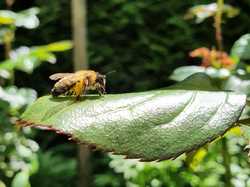 Chez Lucie <a style='color: #fff;' href='/uploaded/photo/pendant-le-confinement-5ede2c078b0ca.jpg'>(Télécharger)</a>