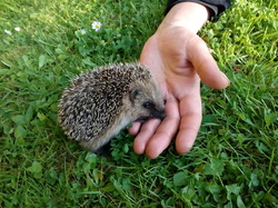 Par Yvon <a style='color: #fff;' href='/uploaded/photo/pendant-le-confinement-5ede2c1bd0f52.jpg'>(Télécharger)</a>