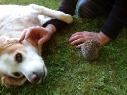 Par Yvon <a style='color: #fff;' href='/uploaded/photo/pendant-le-confinement-5ede2c1c13a12.jpg'>(Télécharger)</a>