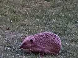 Chez Béatrice <a style='color: #fff;' href='/uploaded/photo/pendant-le-confinement-5ede2c308f802.jpg'>(Télécharger)</a>