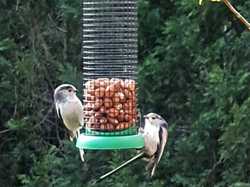 Mésanges à longue queue chez Béatrice <a style='color: #fff;' href='/uploaded/photo/pendant-le-confinement-5ede2c30bc6dd.jpg'>(Télécharger)</a>