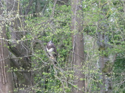 Une buse variable par Anne B en bordure de la forêt de Marly <a style='color: #fff;' href='/uploaded/photo/pendant-le-confinement-5ede2c322a99b.jpg'>(Télécharger)</a>