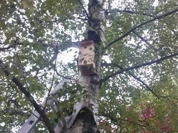  <a style='color: #fff;' href='/uploaded/photo/pose-des-nichoirs-a-l-ecole-525430d2a1a35.jpg'>(Télécharger)</a>