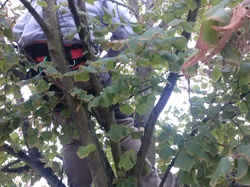  <a style='color: #fff;' href='/uploaded/photo/pose-des-nichoirs-a-l-ecole-525430f1ad70d.jpg'>(Télécharger)</a>