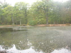 La mare aux canes...avec des canards et des canes ! <a style='color: #fff;' href='/uploaded/photo/randonnee-a-la-boussole-5bd5d7c983012.jpg'>(Télécharger)</a>