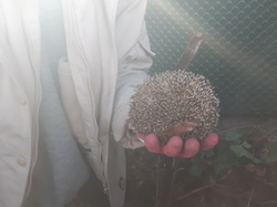  <a style='color: #fff;' href='/uploaded/photo/sauvetage-de-herissons-a-sannois-17-mars-2019-5c9cdecc6fcc2.jpg'>(Télécharger)</a>