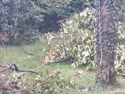  <a style='color: #fff;' href='/uploaded/photo/sauvetage-de-herissons-a-sannois-17-mars-2019-5c9cdecdd1b74.jpg'>(Télécharger)</a>